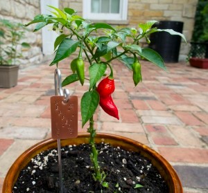 Ghost Pepper Plant