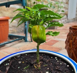 Habanero Pepper Plant