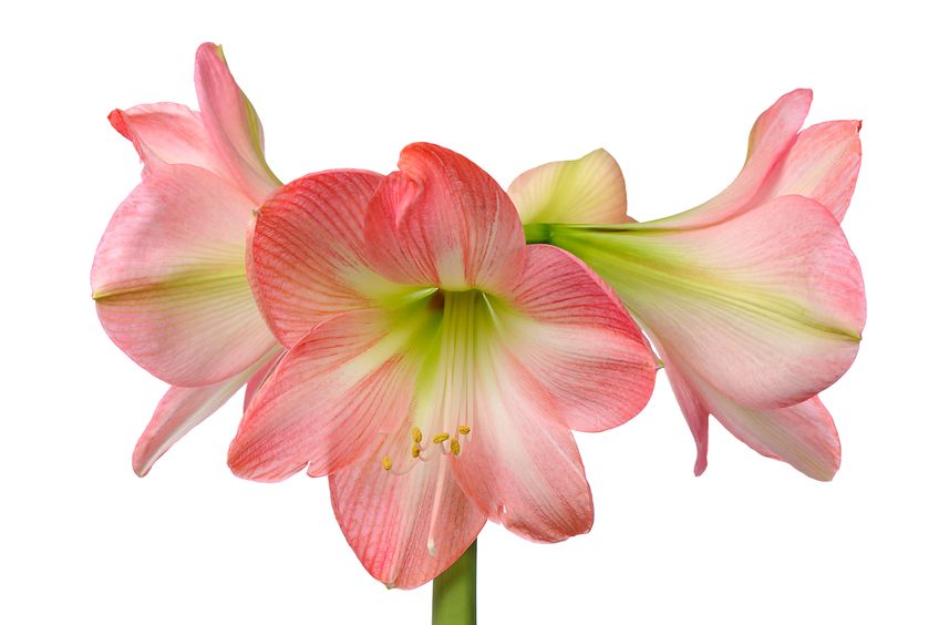 How to Care for an Amaryllis Bulb After it Blooms