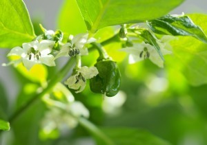 Overwintering Habanero Pepper Plant