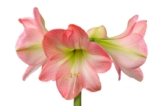 How to Care for an Amaryllis Bulb After it Blooms