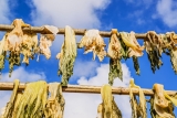 Dehydrated Vegetables: Preserving a Staple in Your Diet