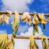 Solar Energy Advantages and Disadvantages: The Good, the Bad and the Ugly